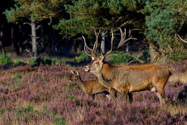 47 Hoge Veluwe, edelhert.jpg